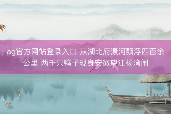 ag官方网站登录入口 从湖北府澴河飘浮四百余公里 两千只鸭子现身安徽望江杨湾闸